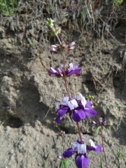 collinsia heterophylla